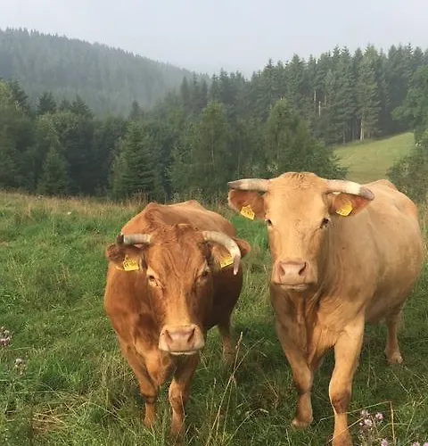 Lenneplaetze 3* 빈터베르크